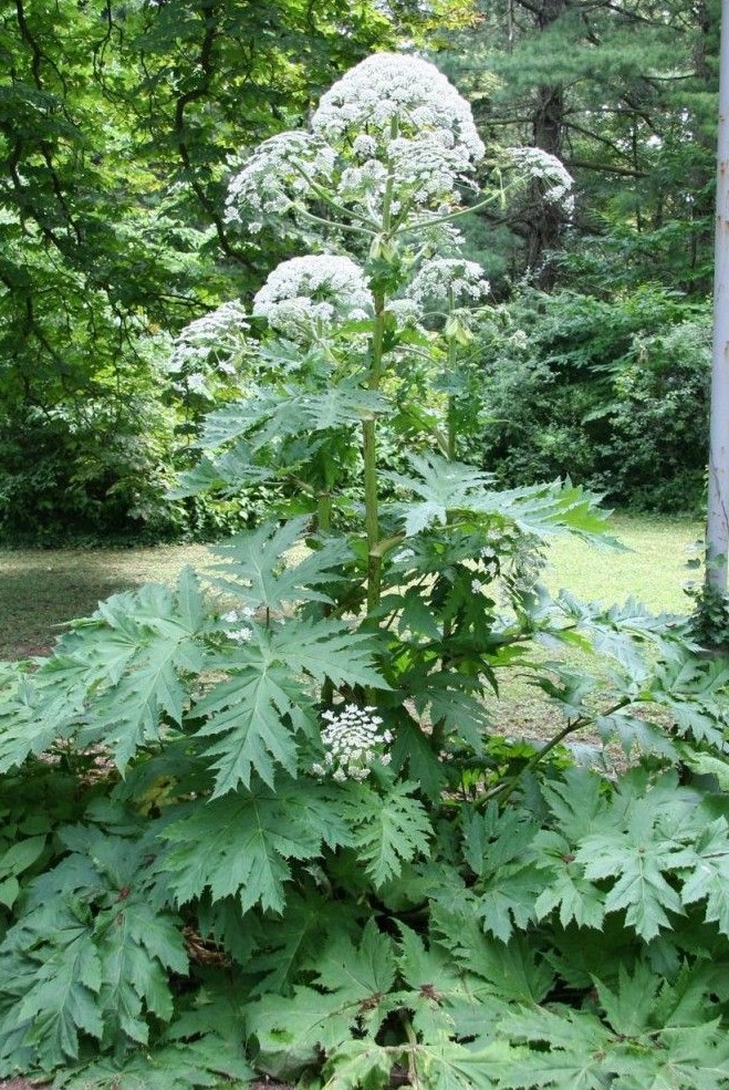 Giant hogweed (Heracleum mantegazzianum)